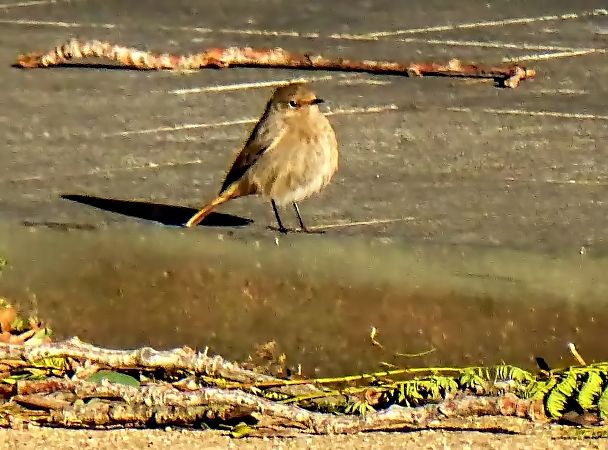 Cotxa fumada  - Miquel Casas Guirao