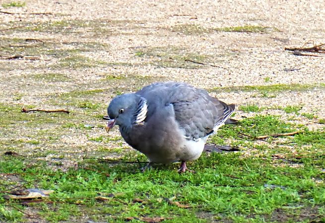 Tudó  - Miquel Casas Guirao