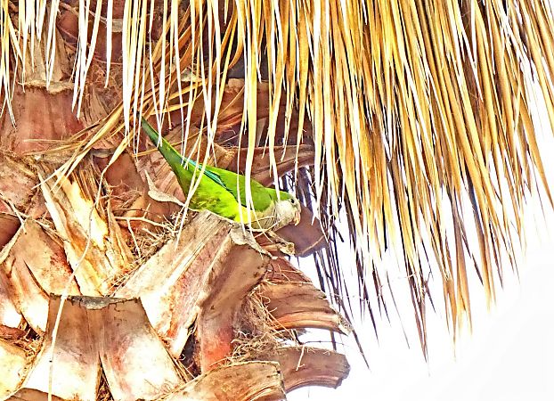 Cotorreta de pit gris  - Miquel Casas Guirao