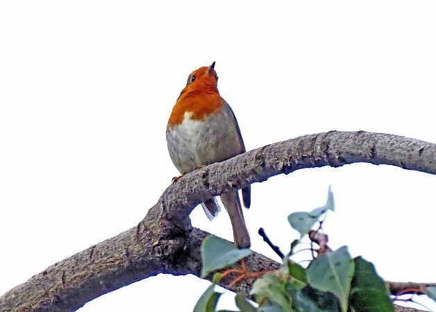 Pit-roig  - Miquel Casas Guirao