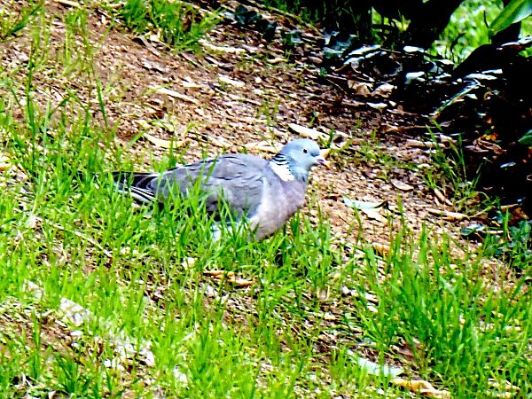 Tudó  - Miquel Casas Guirao