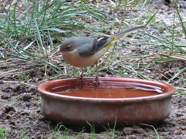 Cuereta torrentera  - Mariona Costa