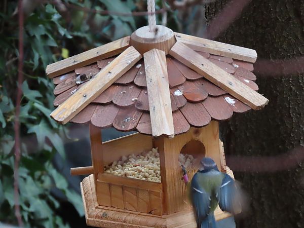 Mallerenga blava  - Mariona Costa