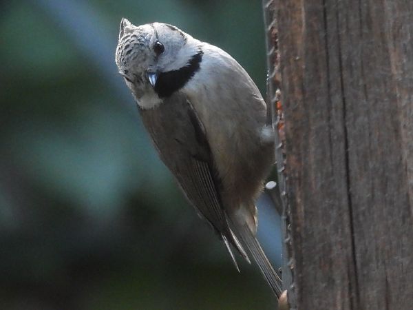 Mallerenga emplomallada 