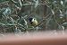 Mallerenga carbonera (Parus major) © Autor ocult