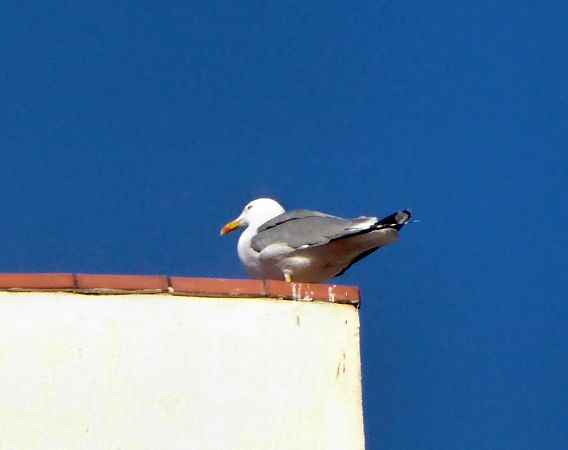 Gavià argentat  - Miquel Casas Guirao