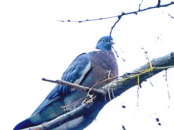 Tudó  - Miquel Casas Guirao