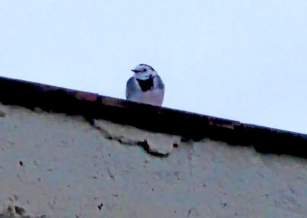 Cuereta blanca vulgar  - Miquel Casas Guirao