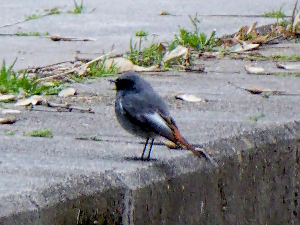 Cotxa fumada  - Miquel Casas Guirao