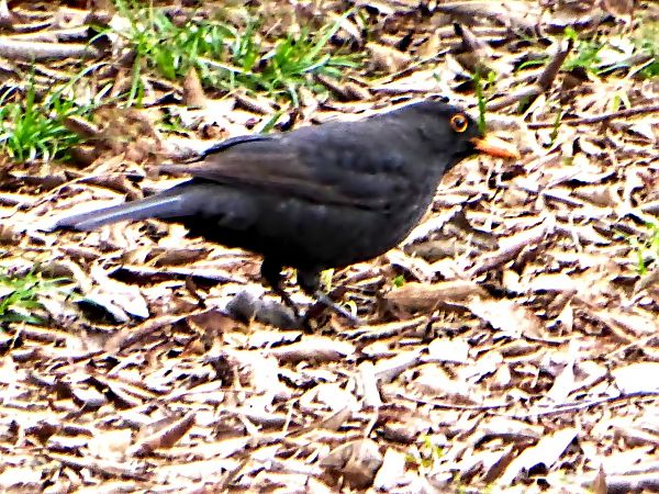 Merla  - Miquel Casas Guirao