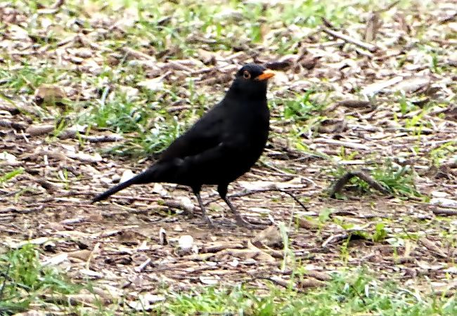 Merla  - Miquel Casas Guirao