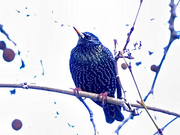 Estornell negre / vulgar  - Miquel Casas Guirao