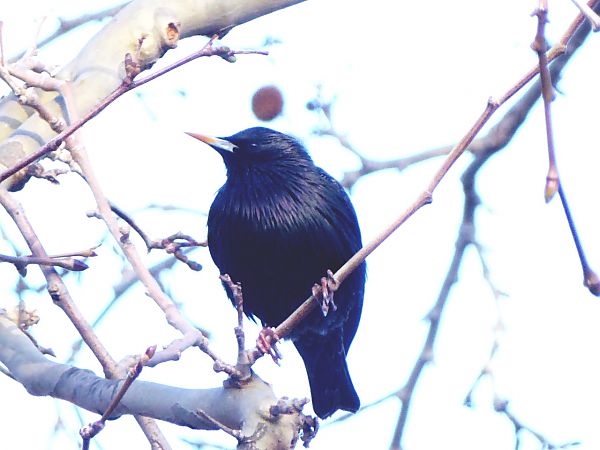 Estornell negre / vulgar  - Miquel Casas Guirao