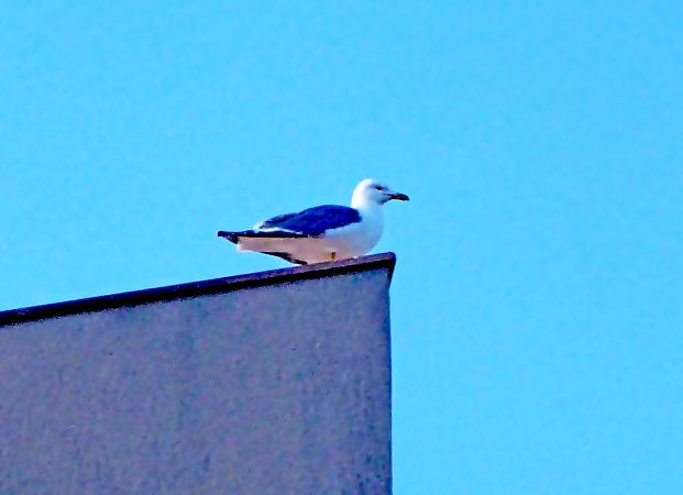 Gavià argentat  - Miquel Casas Guirao