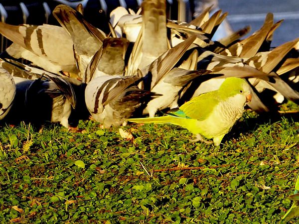 Cotorreta de pit gris  - Miquel Casas Guirao