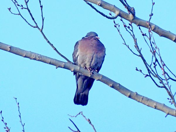 Tudó  - Miquel Casas Guirao