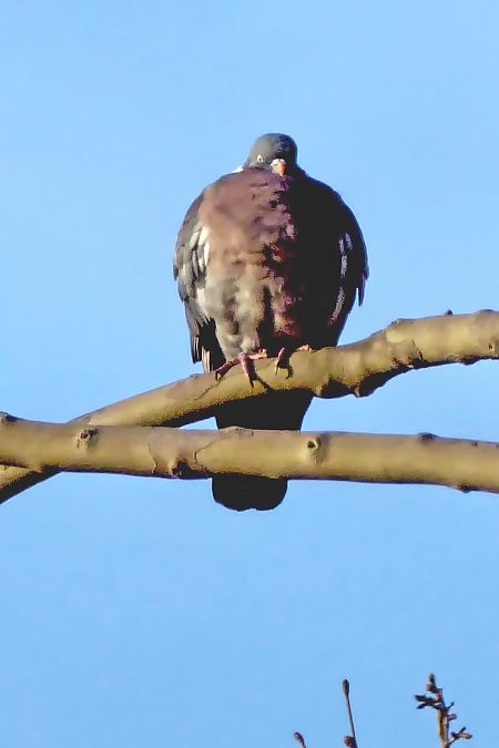 Tudó  - Miquel Casas Guirao