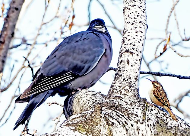 Raspinell comú  - Miquel Casas Guirao