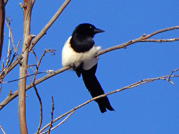 Urraca  - Miquel Casas Guirao