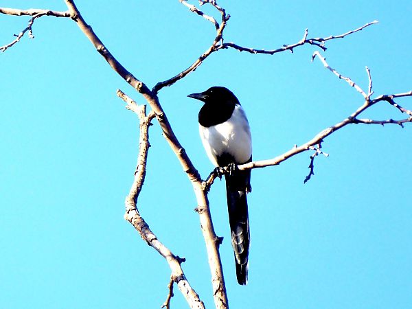 Garsa  - Miquel Casas Guirao