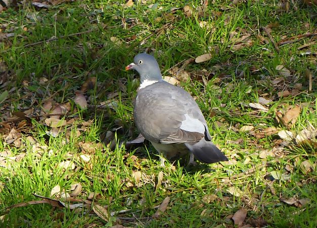 Tudó  - Miquel Casas Guirao