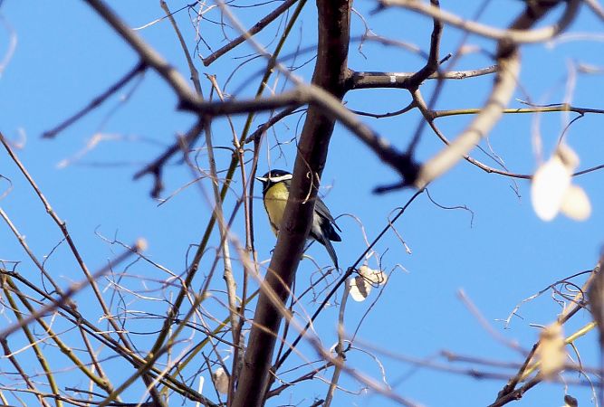Mallerenga carbonera  - Miquel Casas Guirao