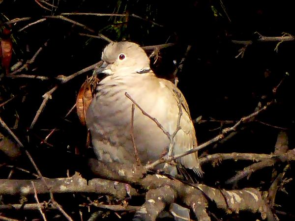 Tórtora turca  - Miquel Casas Guirao