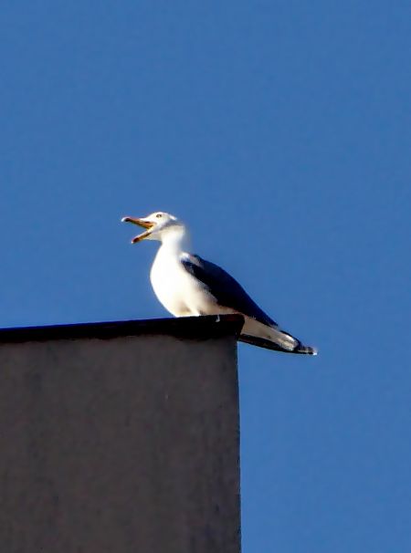 Gavià argentat  - Miquel Casas Guirao