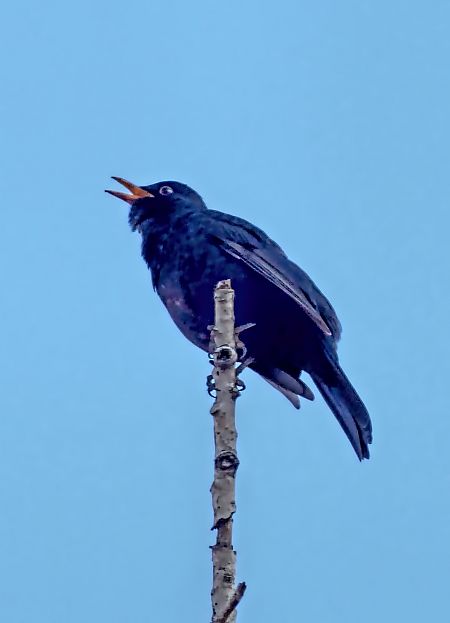 Merla  - Miquel Casas Guirao