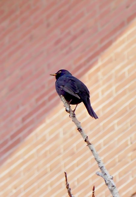 Mirlo Común  - Miquel Casas Guirao