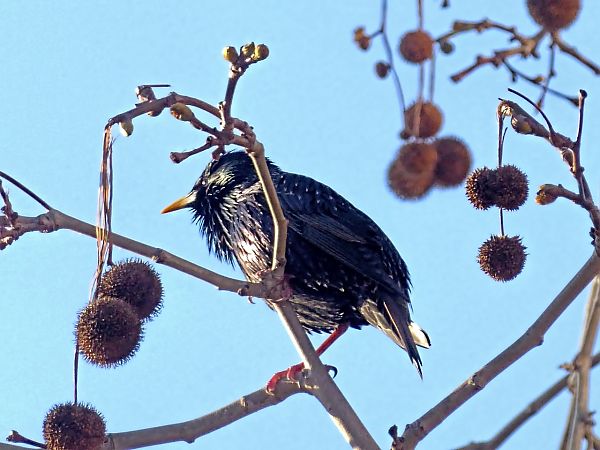 Estornell negre / vulgar  - Miquel Casas Guirao