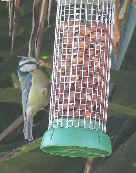 Mallerenga blava  - Pi Elisenda