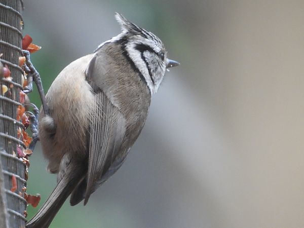 Mallerenga emplomallada 