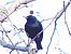 Estornell negre / vulgar (Sturnus unicolor / vulgaris) © Miquel Casas Guirao