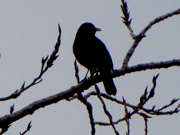 Merla  - Miquel Casas Guirao