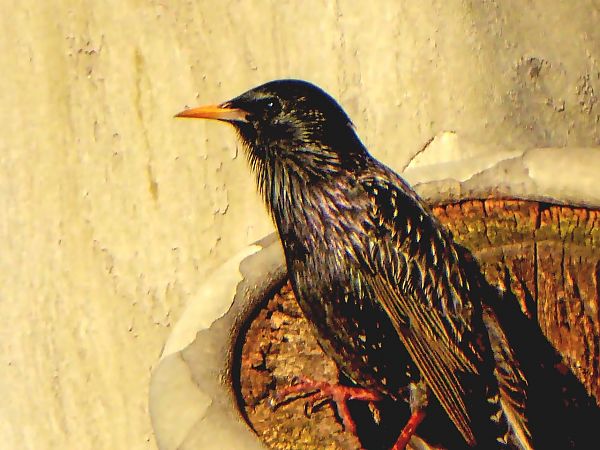 Estornell negre / vulgar  - Miquel Casas Guirao