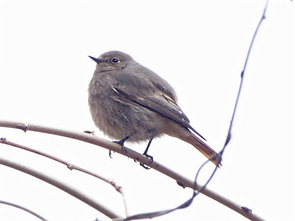 Rougequeue noir  - Miquel Casas Guirao