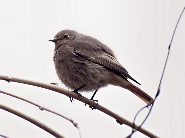Cotxa fumada  - Miquel Casas Guirao