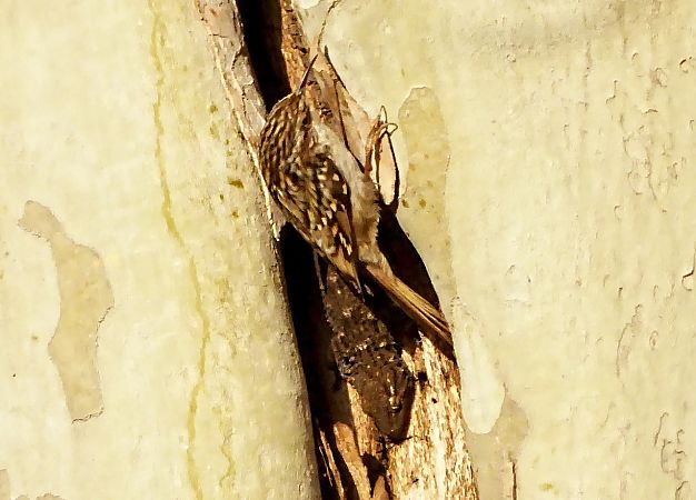 Raspinell comú  - Miquel Casas Guirao