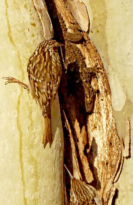 Raspinell comú  - Miquel Casas Guirao