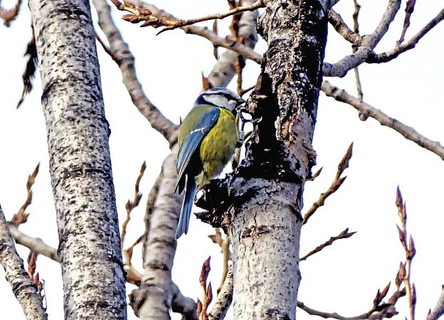 Herrerillo Común  - Miquel Casas Guirao