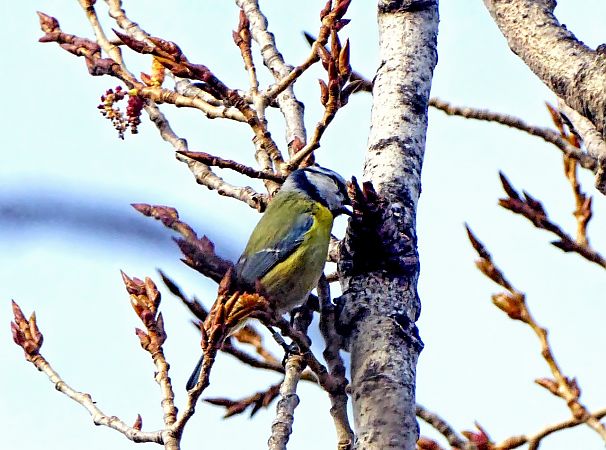 Mallerenga blava  - Miquel Casas Guirao
