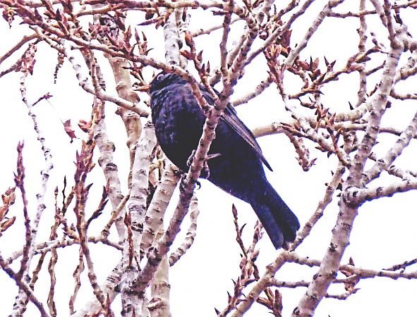 Merla  - Miquel Casas Guirao