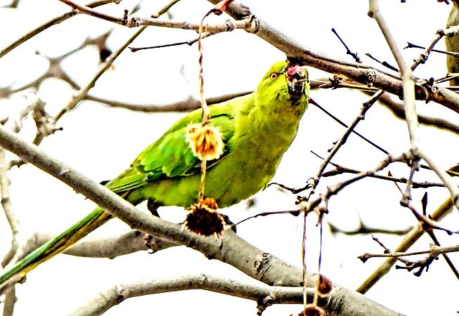Cotorra de Kramer  - Miquel Casas Guirao