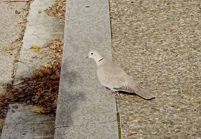 Tórtora turca  - Miquel Casas Guirao