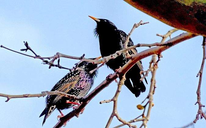 Estornell negre / vulgar  - Miquel Casas Guirao