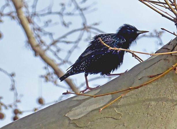 Estornell negre / vulgar  - Miquel Casas Guirao