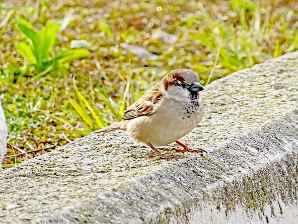 Pardal comú  - Miquel Casas Guirao
