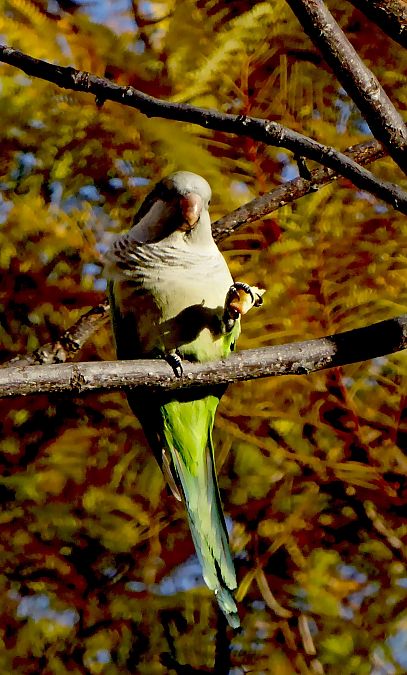 Cotorreta de pit gris  - Miquel Casas Guirao