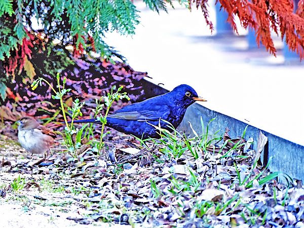 Merla  - Miquel Casas Guirao